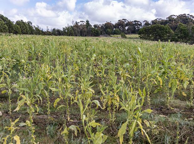tobacco mosaic virus control Tobacco Mosaic Virus (TMV) tobacco mosaic virus control Tobacco Mosaic Virus (TMV)