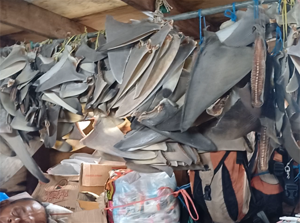 Image for Shark fins
